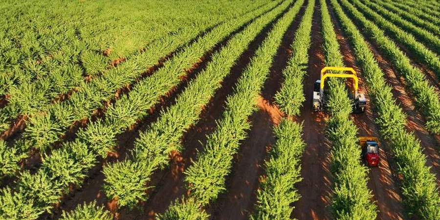 Kuruyemiş Sektöründe Sürdürülebilirlik