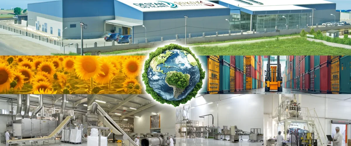 Toptan Kuruyemişte Güvenin Adresi: Destan Dış Ticaret ve Şükür Kuruyemiş Kalitesi